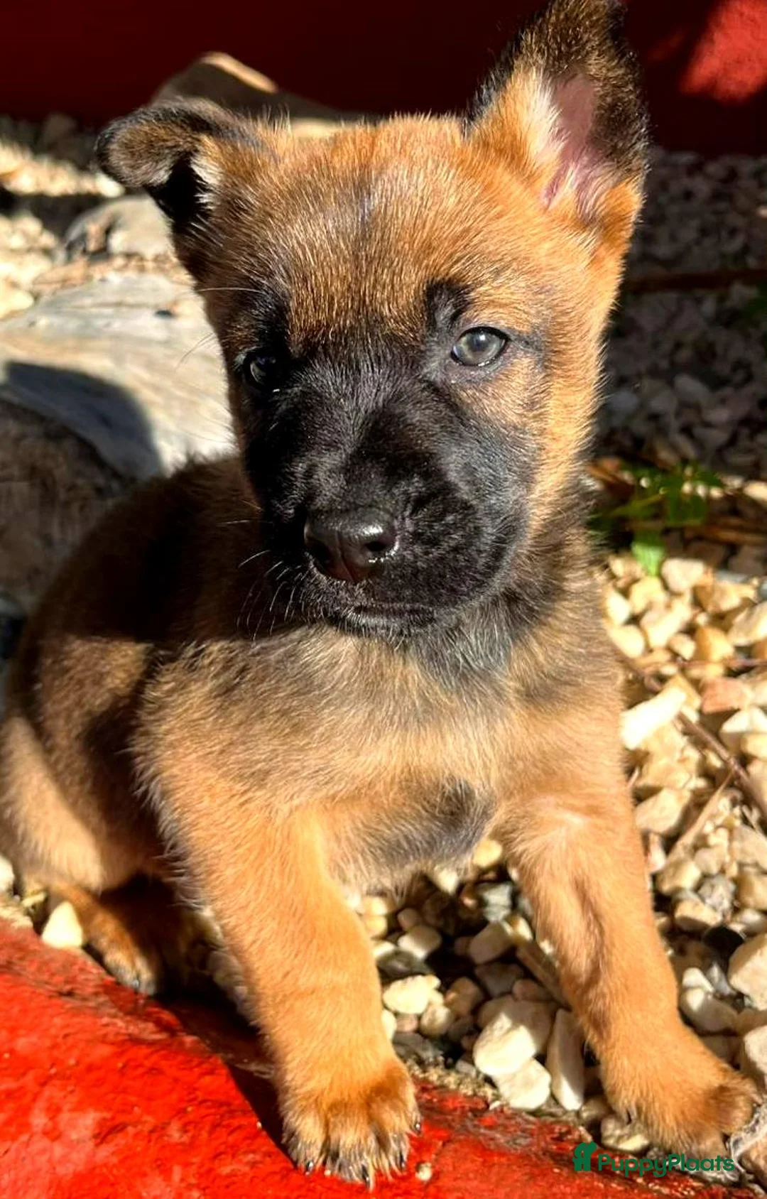 Kruising honden ter adoptie: gingi op zoek naar een gouden mandje  - Advertentie 8