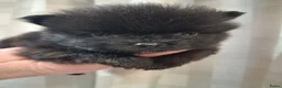 Pomeriaan honden te koop: Pomeranian zwart teefje - Advertentie 3