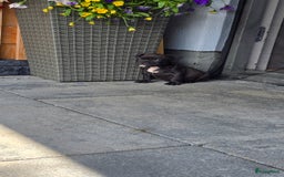 Amerikaanse Bully honden te koop: Pocket bully black - Afbeelding 6