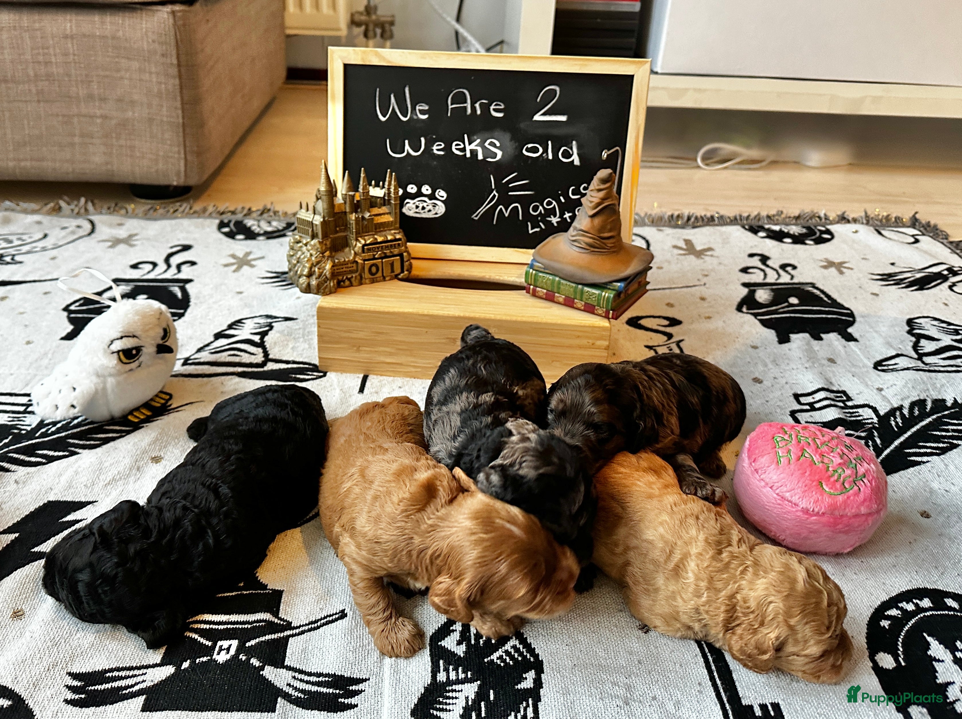 Cockapoo honden Health-Checked Mini Cockapoo Litter - Advertentie 1