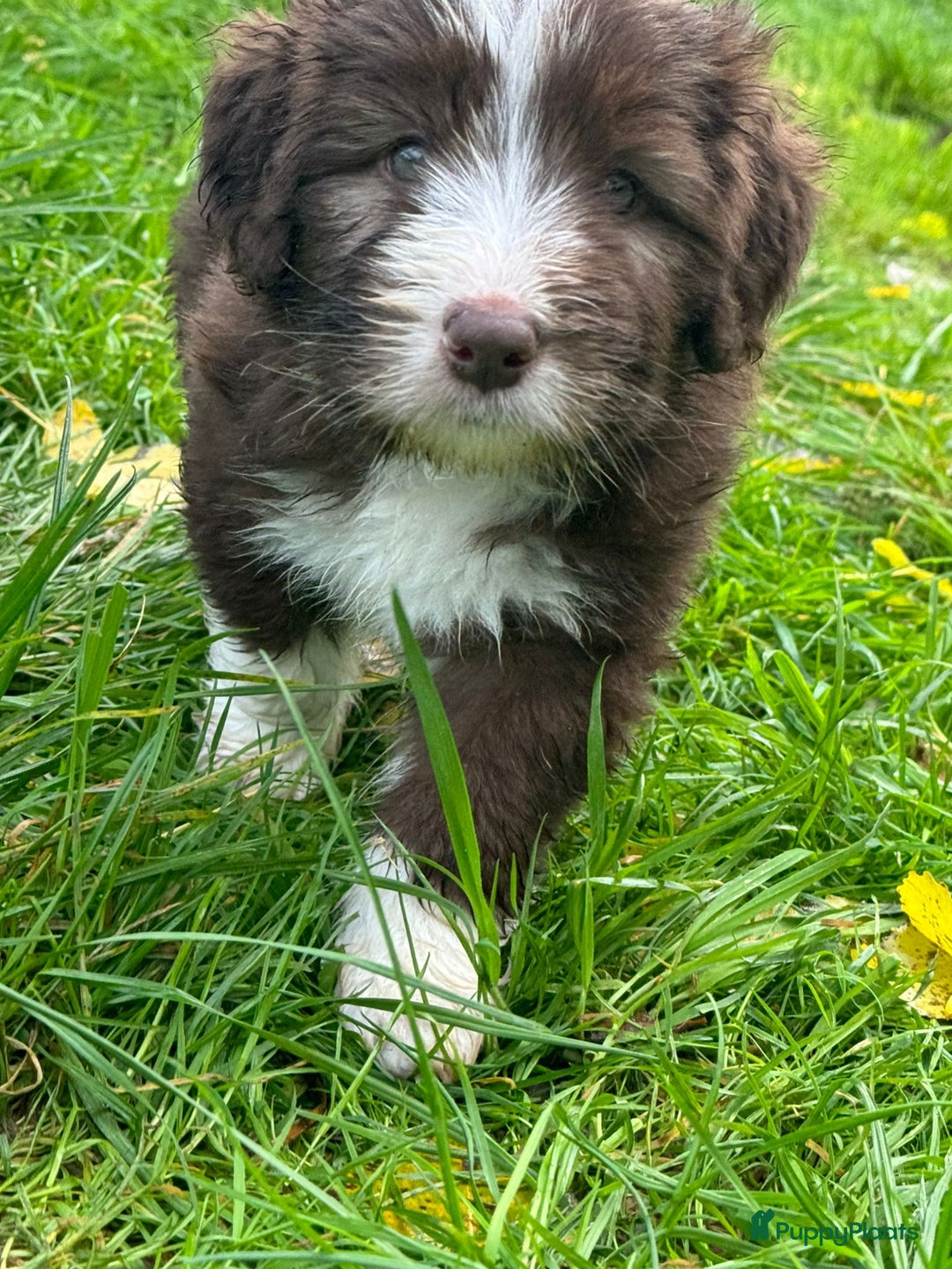 Bearded Collie honden te koop: Yoshi en Mario zoeken opnieuw hun gouden mandje! - Advertentie 8