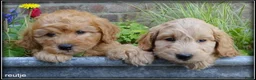 Maltipoo honden te koop: Maltipoo F1b pups - Advertentie 21