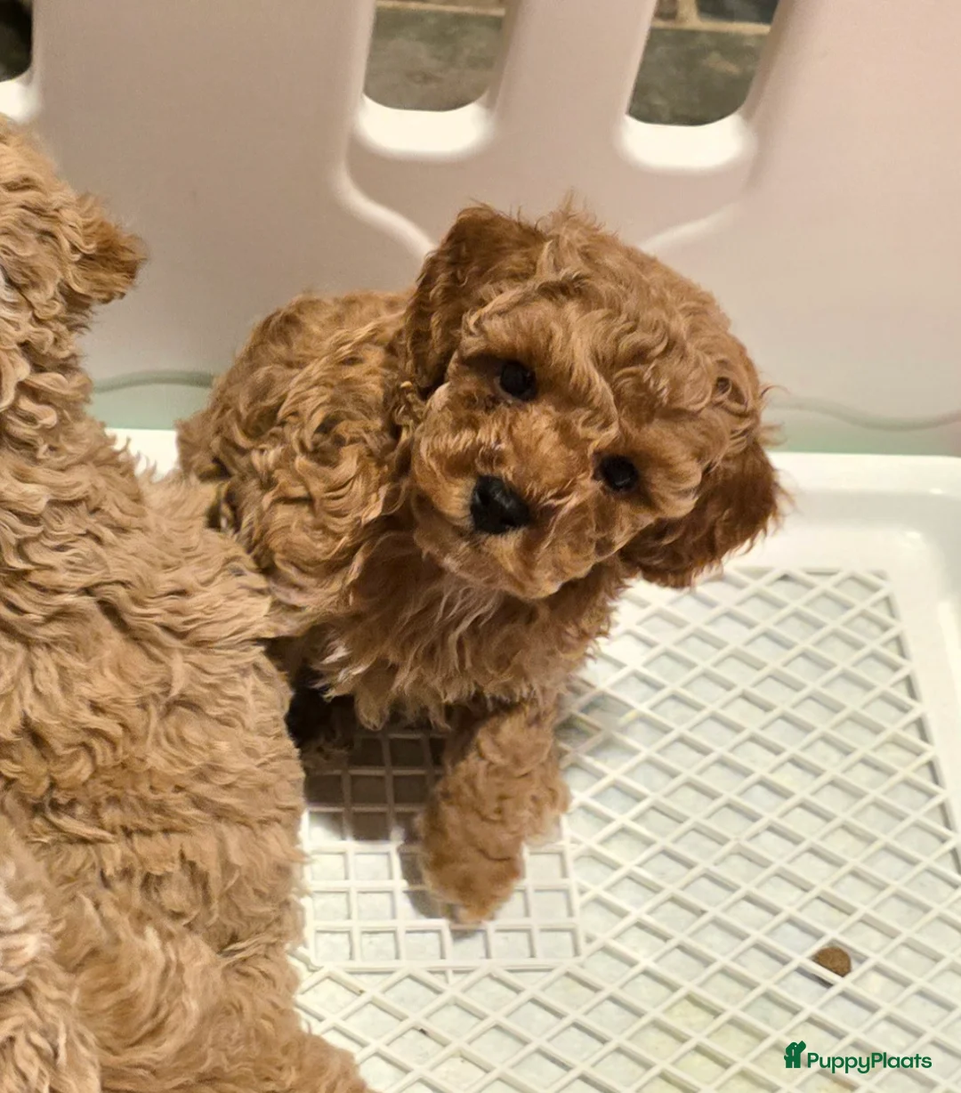 Maltipoo honden te koop: Mooie Maltipoo / toy poedel pup pups - Advertentie 13