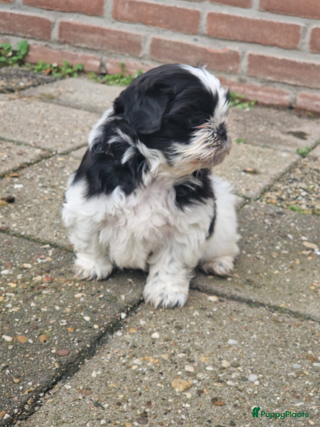 Shih Tzu honden te koop: Lieve shih tzu pups. - Advertentie 7