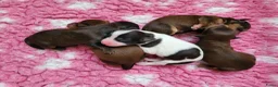 Kruising honden te koop: Havapoo pups - Advertentie 3