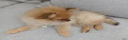 Pomchi honden te koop: Pomeriaan pups - Advertentie 3