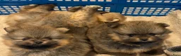 Pomeriaan honden te koop: Raszuivere Pomeranian/pomeriaan/dwergkees puppy’s  - Advertentie 6