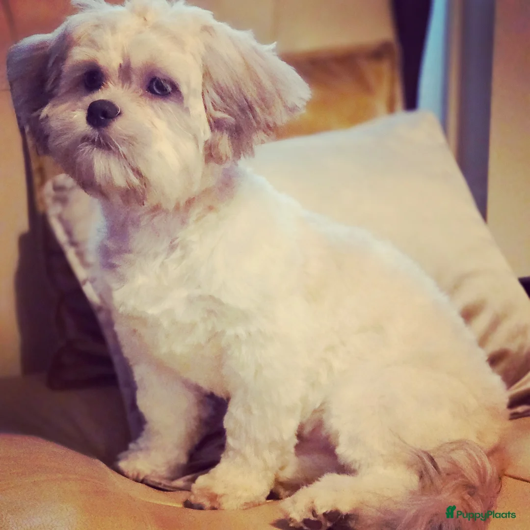 Malshi honden te koop: Mooie Boomer in Maastricht - Advertentie 1