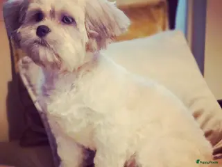 Malshi honden Mooie Boomer - Advertentie 12