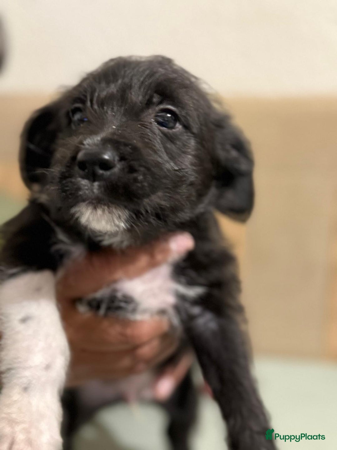 Kruising honden te koop: Eenmalig  engelse staff en lagotto romagnolo mix  - Advertentie 11