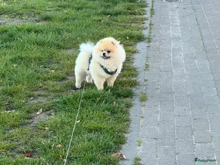 Pomeriaan honden Pomeranian dekreu! - Advertentie 20