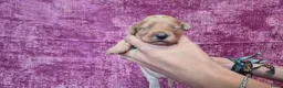 Cockapoo honden te koop: Cockapoo pupjes kleine maat - Advertentie 19