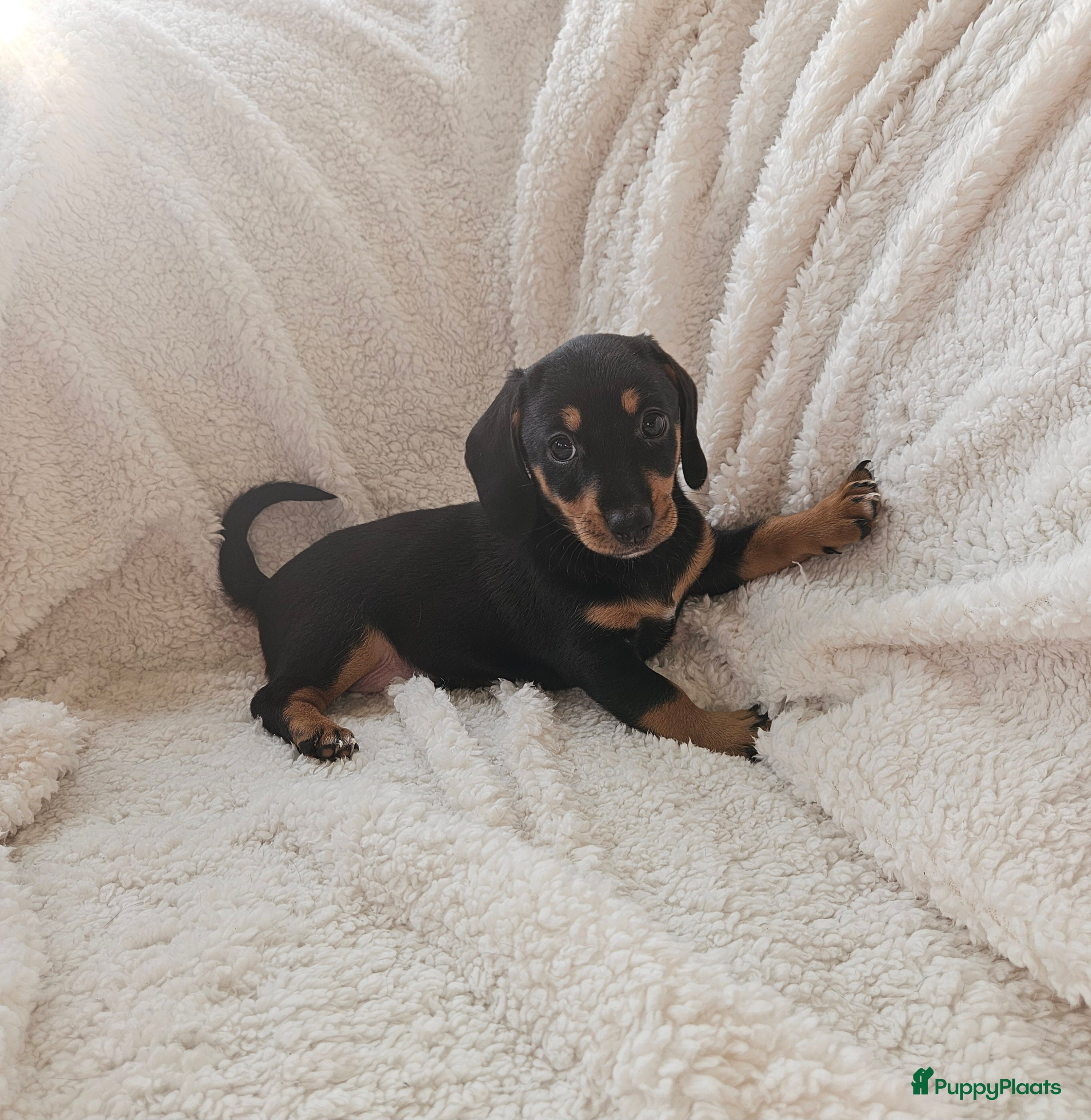 Kruising honden Teckel pup  - Advertentie 1