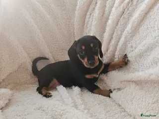 Kruising honden Teckel pup - Advertentie 1