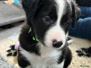Border Collie honden Border Collie reutje zoekt liefdevol huisje - Advertentie 1