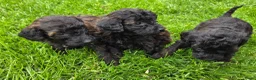 Labradoodle honden te koop: Mini labradoodle pups br/zw gemêleerd en 1 blond  - Advertentie 1
