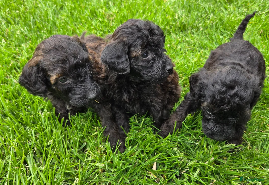 Labradoodle honden te koop: Mini labradoodle pups br/zw gemêleerd en 1 blond  - Advertentie 1