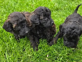 Labradoodle honden Mini labradoodle pups bruin/zwart gemêleerd - Advertentie 1
