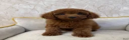 Poedel Toy honden te koop: Toy Poedels  - Advertentie 5