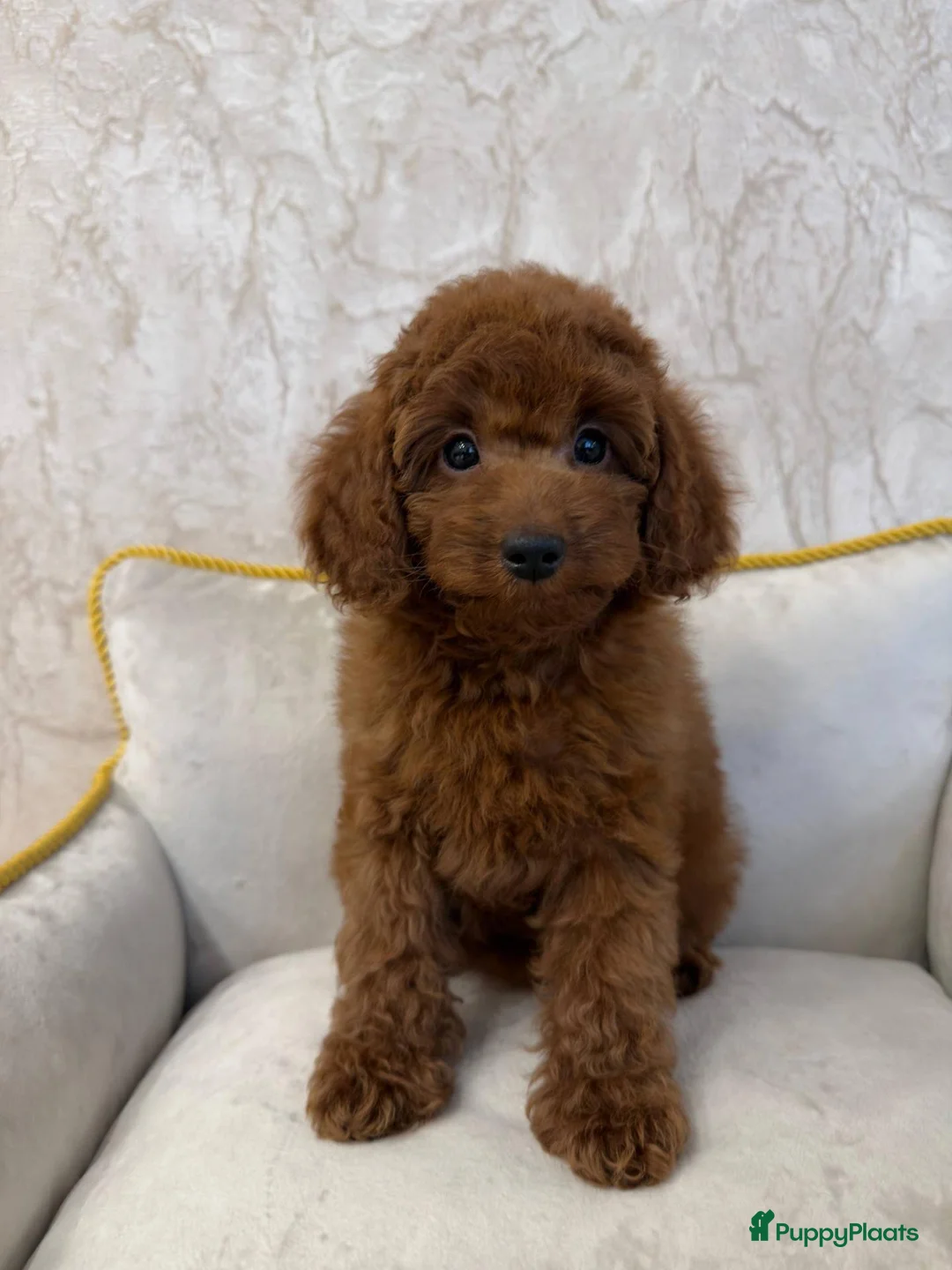 Poedel Toy honden te koop: Toy Poedels  - Advertentie 5
