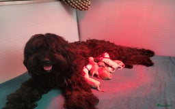 Barbet honden te koop: Prachtige barbet puppy's in Den Ham - Afbeelding 9