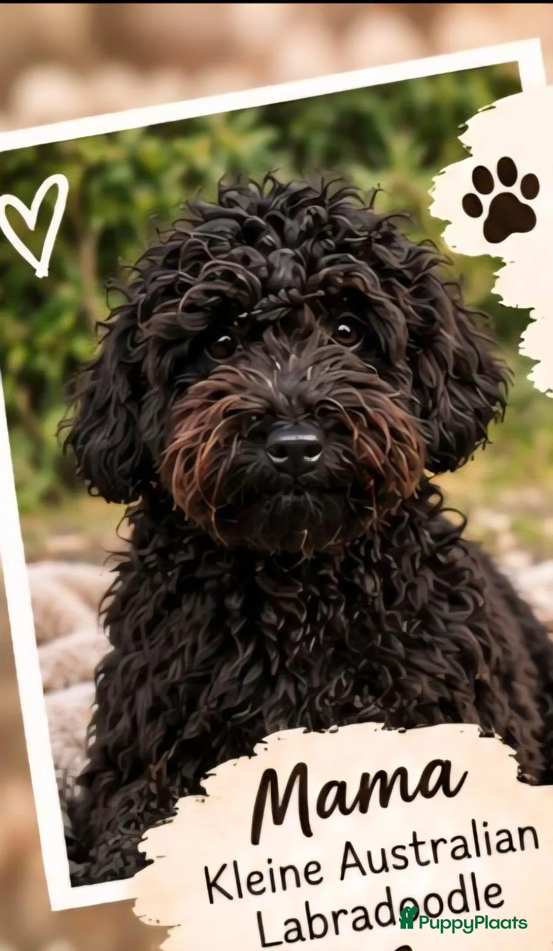 Australian Labradoodle honden te koop: 💕 Mini Australian Labradoodle teefje 💕 - Advertentie 7