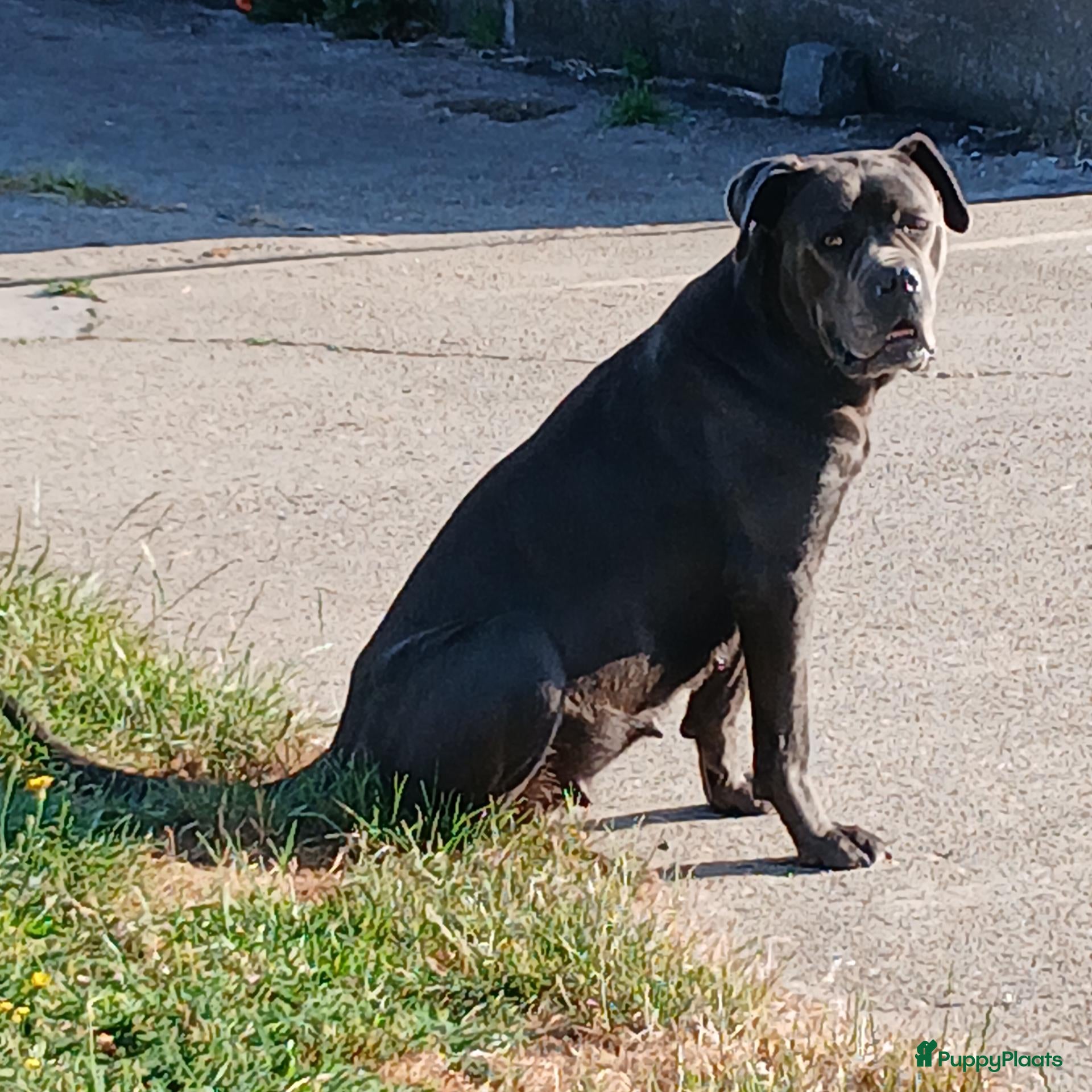 Cane Corso honden Nog 3 prachtige pups beschikbaar  - Advertentie 1
