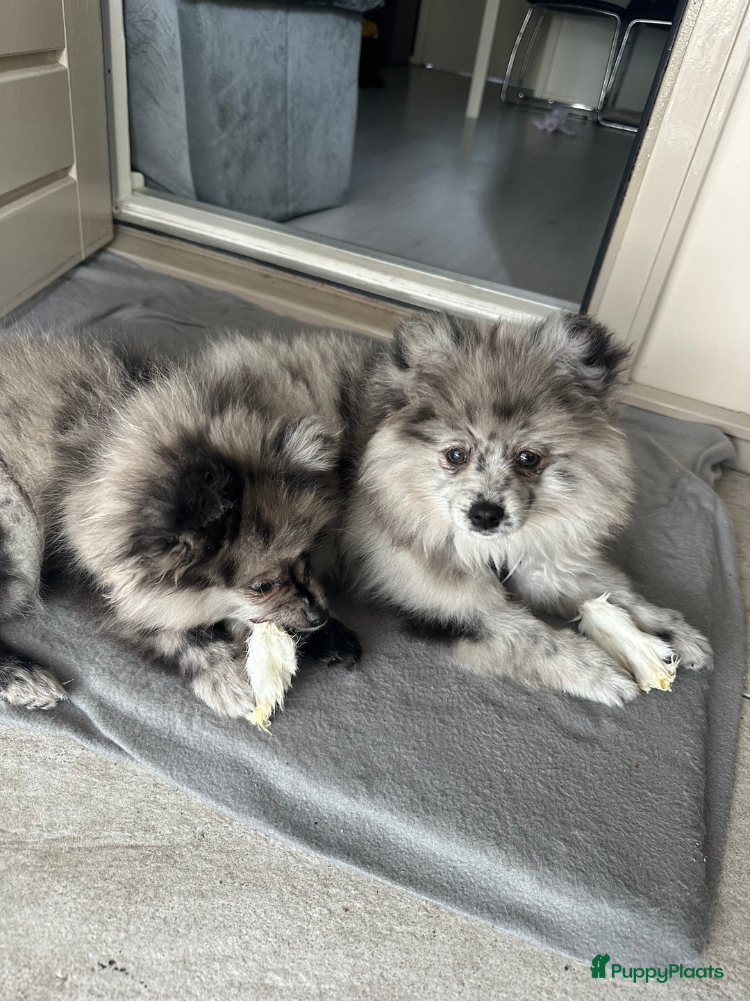 Pomeriaan honden te koop: 2 Merle pomeriaan puppy’s  - Afbeelding 5