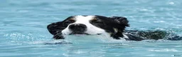 Kruising honden ter dekking: Sportieve reu zoekt passende teef in Zoetermeer - Advertentie 4