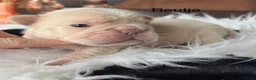Franse Bulldog honden te koop: Unieke Franse Bulldog pups  - Advertentie 5
