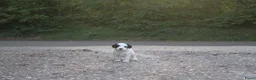 Tibetaanse Terriër honden te koop: Tibetaanse terrier pups  - Advertentie 6