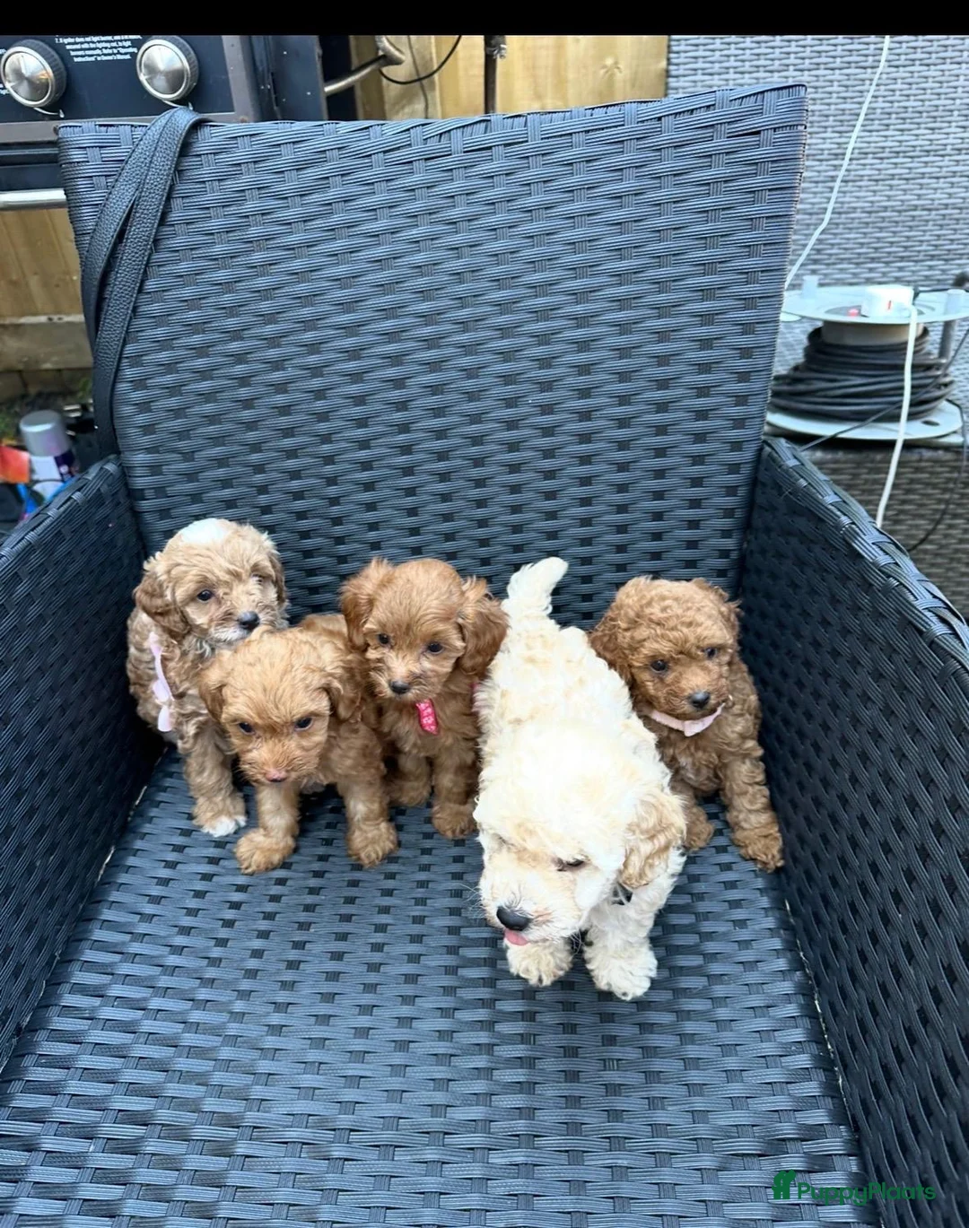 Poedel Toy honden te koop: Toy poedel pupjes klaar voor warme mandje. - Advertentie 9