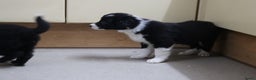 Border Collie honden te koop: Super Schattige border collie pups te koop - Advertentie 5