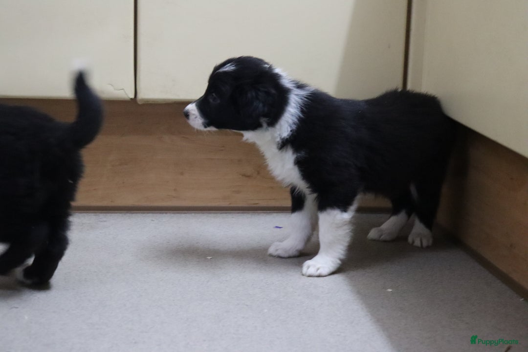 Border Collie honden te koop: Super Schattige border collie pups te koop - Advertentie 5