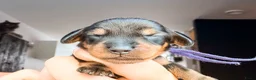 Ruwhaar Teckel honden te koop: Schattige Ruwharige Teckel pups (kaninchen/dwerg) - Advertentie 5