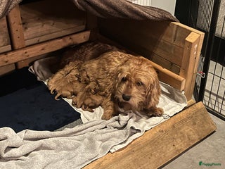 Basset fauve de Bretagne honden te koop: Raszuivere Basset fauve de Bretagne pups - Advertentie 1