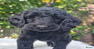 Kruising honden - Advertentie 13