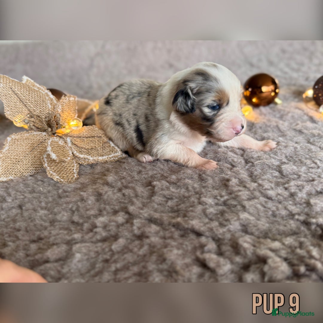 Australian Shepherd honden te koop: Prachtig nestje raszuivere Australian Shepherds - Advertentie 29