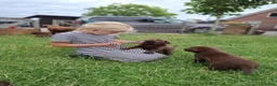 Labrador Retriever honden te koop: Raszuivere bruine labrador pups  - Advertentie 40