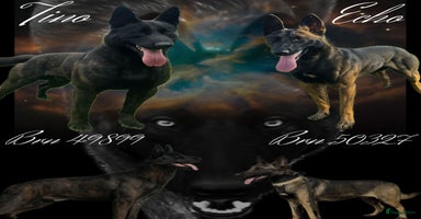 Hollandse Herder honden - Advertentie 2