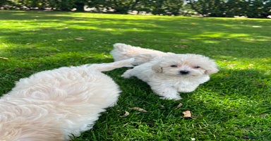 Maltipoo honden - Advertentie 6