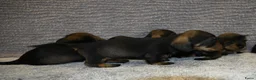 Ruwhaar Teckel honden te koop: Ruwhaar Dwerg/Kaninchen teckel pups met stamboom. - Advertentie 19