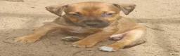 Jack Russel Terriër honden te koop: Lieve Jack Russell pups zoeken een liefdevol thuis - Advertentie 5