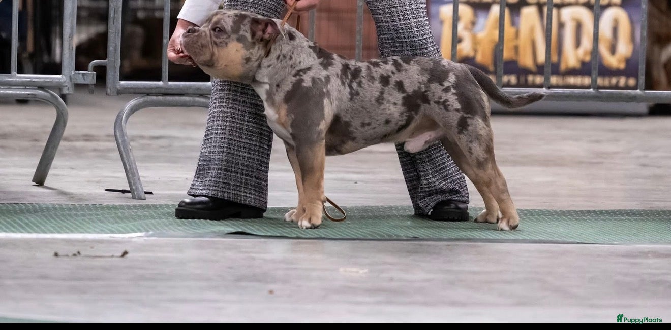 Amerikaanse Bully honden dekreu american bully pocket - Advertentie 1