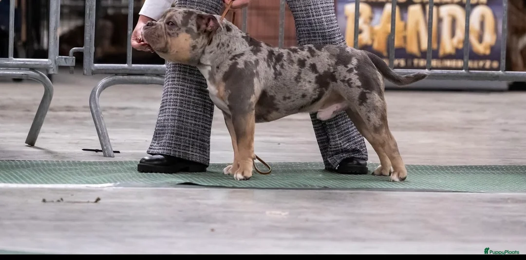 Amerikaanse Bully honden ter dekking: dekreu american bully pocket - Advertentie 1