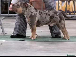 Amerikaanse Bully honden dekreu american bully pocket - Advertentie 1