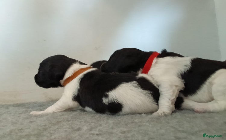 Friese Stabij honden - Advertentie 1