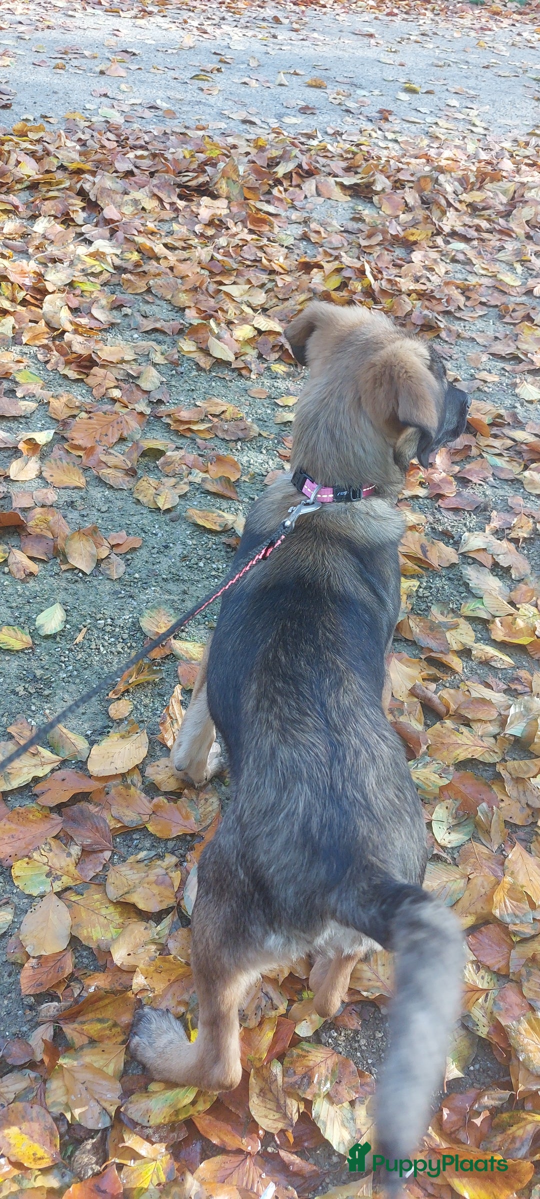 Kruising honden te koop: Lieve mechelse herder pup - Advertentie 5