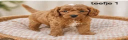 Maltipoo honden te koop: Super lieve mooie maltipoo pups - Advertentie 2