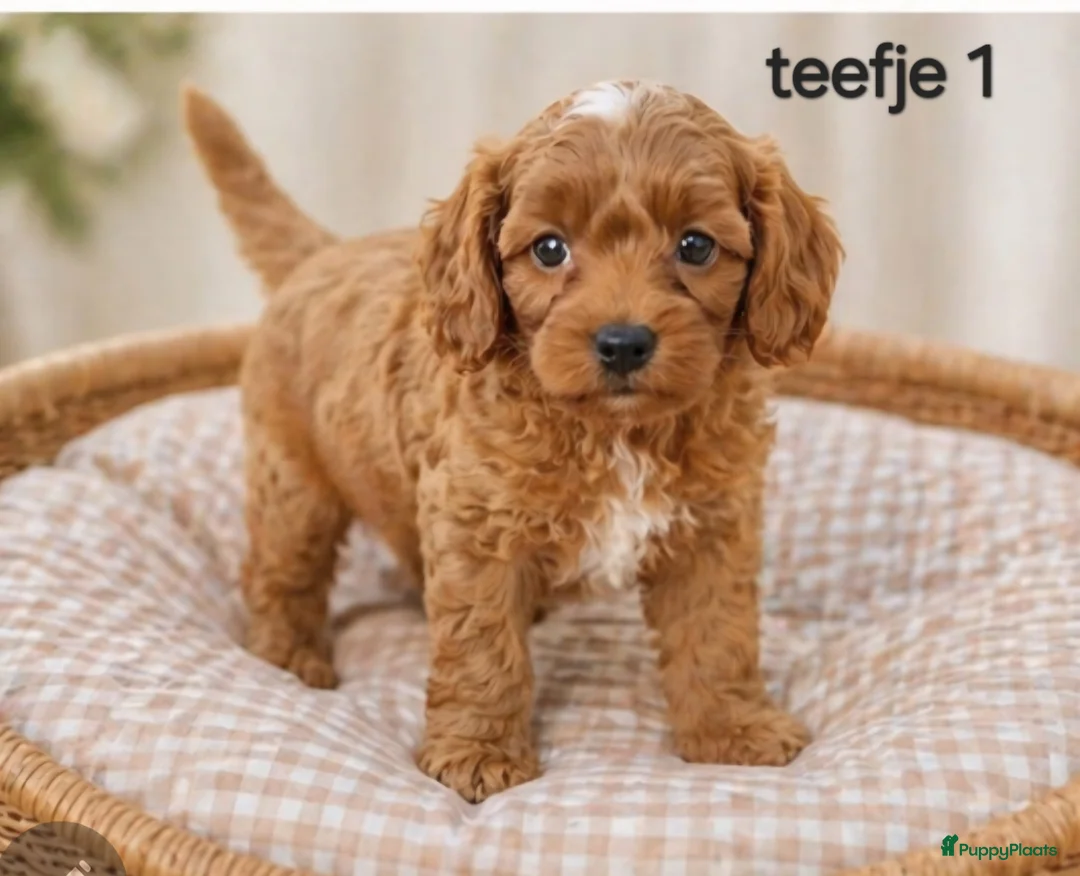 Maltipoo honden te koop: Super lieve mooie maltipoo pups - Advertentie 2